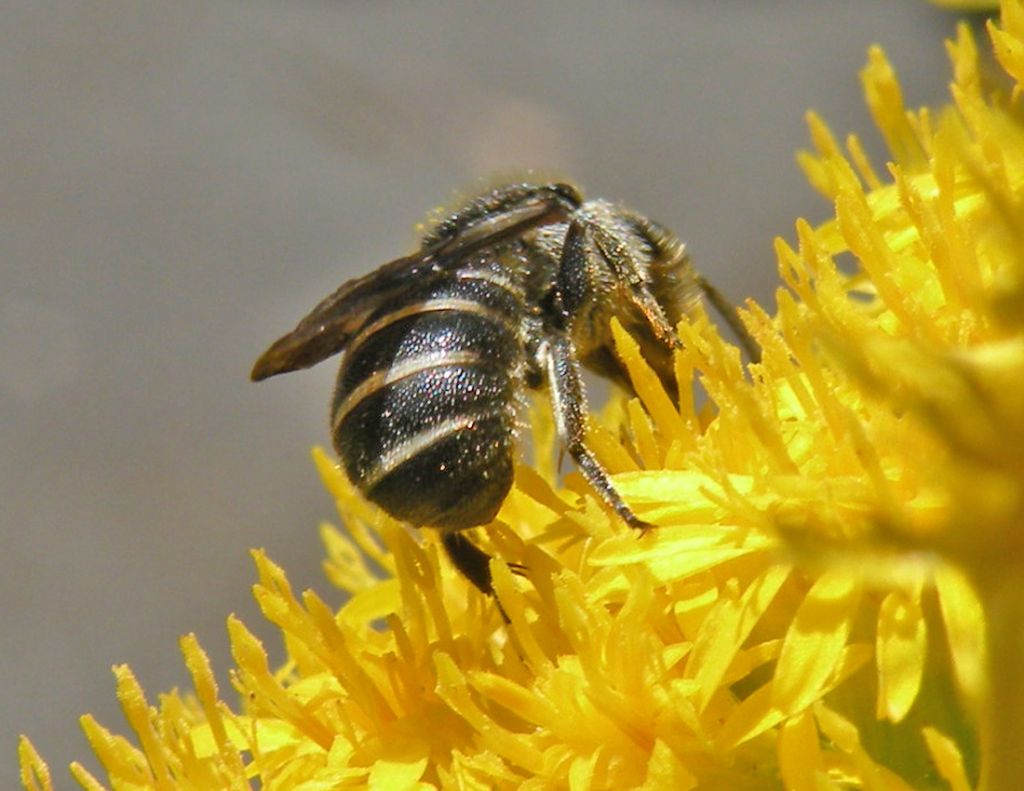 Piccole Andrena sp? No.  Heriades sp. (Apidae Megachilinae)